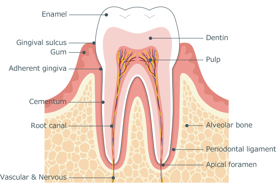 Toothache, sesitive tooth