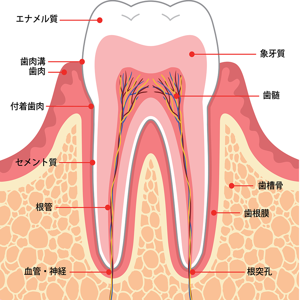 歯 カチカチ すると 痛い