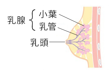 乳がんの画像